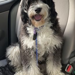 Bernedoodles, Cavapoos, Goldendoodles, and Schnoodles from Doodle Kin