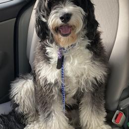 Bernedoodles, Cavapoos, Goldendoodles, and Schnoodles from Doodle Kin