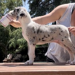 Great Dane Puppies from GEM Danes
