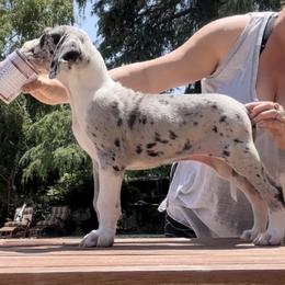 Great Dane Puppies from GEM Danes