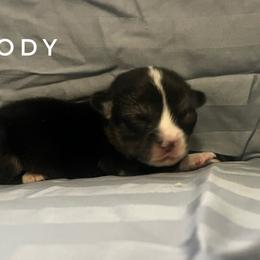Cody 5yr health guarantee. - Black and tan male Pembroke Welsh Corgi puppy in Vernal, Utah from Bingo's Kennel