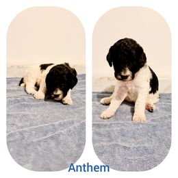 Poodle Puppies from Paw Print Poodles