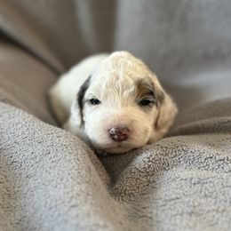 Bernedoodle Puppies from Salty Point Doodles