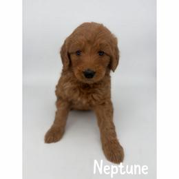 Neptune - Red  male Goldendoodle puppy in Smithfield, Kentucky from KBK9 Kennels