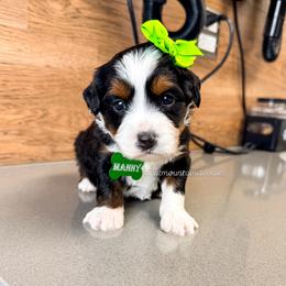 Manny - Tri-color female Bernedoodle puppy in West Haven, Utah from Split Mountain Doodles