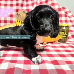 Dachshund Puppies from Facin East Dachshunds