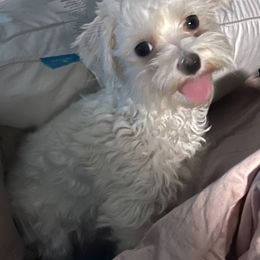 CoCo Cashmere - White female Maltese puppy in Colonial Beach, Virginia from BeachRidge Pups