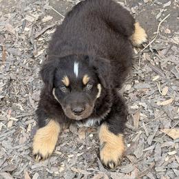 Jett - Red tri-color male Australian Shepherd puppy in Macon, Georgia from Shaina’s Shepherds