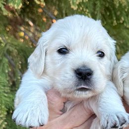 Boy 3 - Light golden male Golden Retriever puppy in Lake Hughes, California from Golden Hills Retrievers