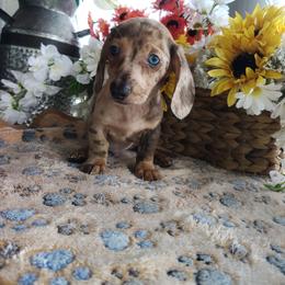 Sparks - Dapple male Dachshund puppy in Hudson, Michigan from Mittentail Kennel Miniature Dachshunds & Australian Shepherds