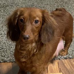 Elise - Dachshund
