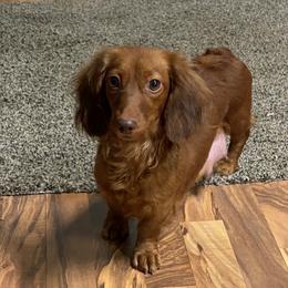 Elise - Dachshund