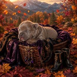 Anna - Liver female French Bulldog puppy in Port St Lucie, Florida from Infinity French Bulldogs
