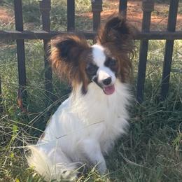 Laken - Papillon