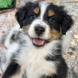 BTF2 - Black tri-color Australian Shepherd puppy in Manchester, Iowa from Lone Willow Aussies