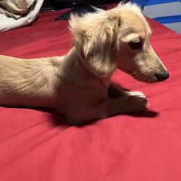Dachshund Puppies from Ruby Rose Dachshund Dynasty