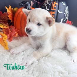 Toshiro - Cream male Shiba Inu puppy in Inverness, Florida from Shore Thing Shiba’s