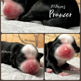 (6) Prancer, BTF - Red merle female Miniature American Shepherd puppy in Huntington, Texas from JKKJ Farms