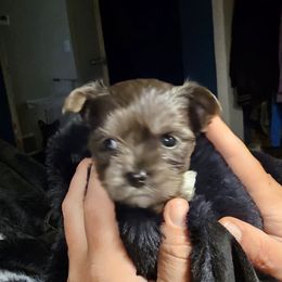 Nova - Parti female Yorkshire Terrier puppy in Hamilton, Ohio from Purebred Yorkies of Ohio