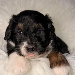 Resolution - Tri-color male Bernedoodle puppy in Beecher, Illinois from Erica’s Doodles