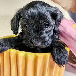 Panther---Back feet dipped in white - Black male Havapoo puppy in Parks, Arkansas from BAK Home Pups