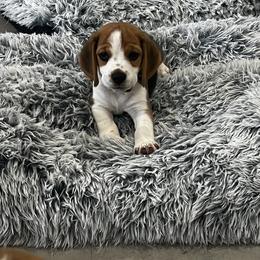 Beagle Puppies from Leslie Beagles of Leslie Farm