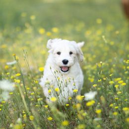 Australian Labradoodle Puppies from Bedrock Labradoodles