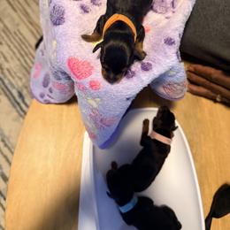 Miniature Pinscher Puppies from Bridget GreenBoddy