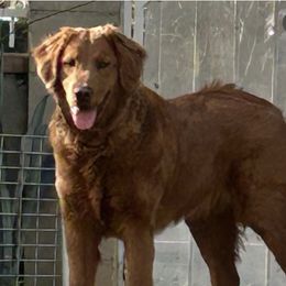 Kleo - Golden Retriever