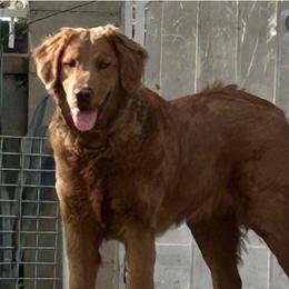 Kleo - Golden Retriever