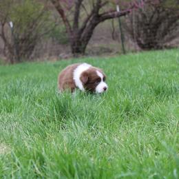 Australian Shepherd Puppies from Starlit Grove Australian Shepherds