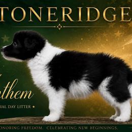 Anthem - Black female Border Collie puppy in Shell Knob, Missouri from Stoneridge Kennel