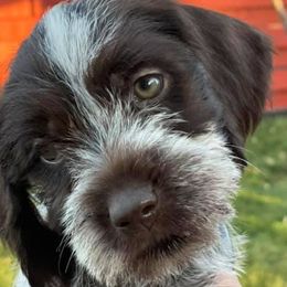 Wirehaired Pointing Griffons from Muddy Paws WPG