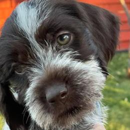 Wirehaired Pointing Griffons from Muddy Paws WPG