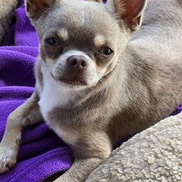 Harley - Chihuahua