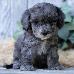 River - Merle male Cockapoo puppy in Seattle, Washington from Sweet Home Doodles