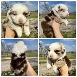 Girl 1 - Red merle female Australian Shepherd puppy in Iola, Texas from MK Aussies