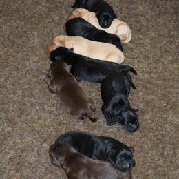 Chip - Black male Labrador Retriever puppy in Camden, Indiana from Camden's Caring Canines