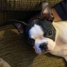 Boston Terriers from Bozman Boston’s