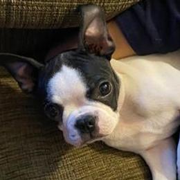 Boston Terriers from Bozman Boston’s