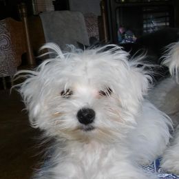 Mal-Shis, Maltese, and Maltipoos from Flying Monkey Farms
