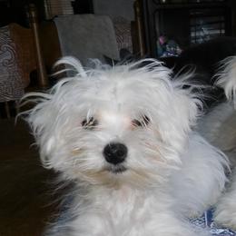 Mal-Shis, Maltese, and Maltipoos from Flying Monkey Farms