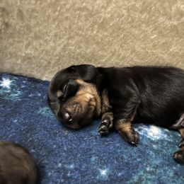 Boy 2 - Dachshund puppy in Texas from Morgan’s Dapper Dachshunds