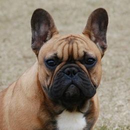 Kobe - French Bulldog