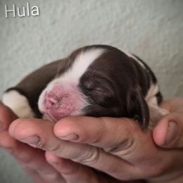 Hula - Liver and white female English Springer Spaniel puppy in Florida from Thunderbird Springers