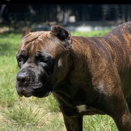Sina  - Cane Corso