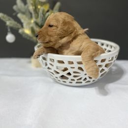Goldendoodle Puppies from Lowe Lands Doodles