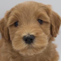 Green - Apricot female Goldendoodle puppy in Medina, Ohio from Farmer Doodles