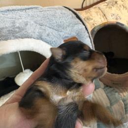 Girl 5 - Black and gold female Yorkshire Terrier puppy in Phoenix, Arizona from Coursey’s Yorkies