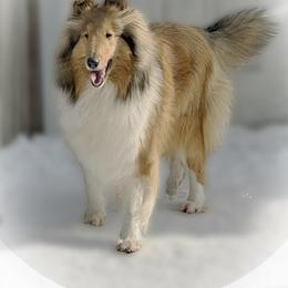 Remy - Sable and white female Collie puppy in Conneaut Lake, Pennsylvania from Val Hi Collies